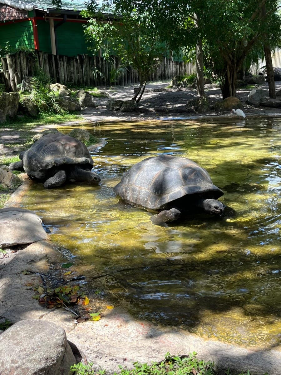 Photo de Busch Gardens Tampa postée par Theme park lover
