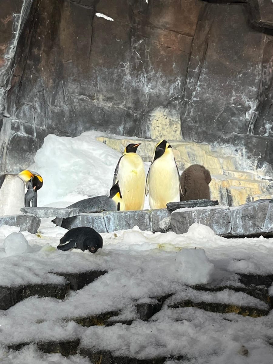 Photo de Seaworld Orlando Resort postée par Theme park lover