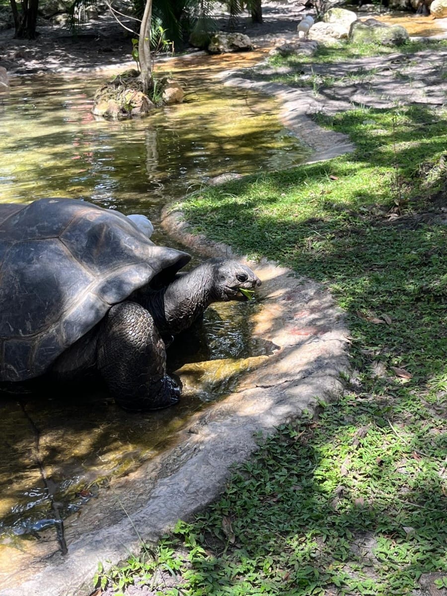 Photo de Busch Gardens Tampa postée par Theme park lover